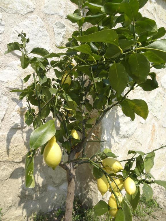 Les 4 Elements Bed and Breakfast Tourrettes-sur-Loup Εξωτερικό φωτογραφία
